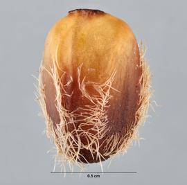   Seed:   Brachychiton populneus ; Photo by M. Maher, USDA APHIS PPQ ITP, imageID.idtools.org
